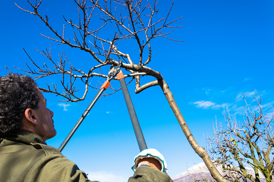This is a picture of an emergency tree service.